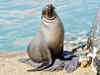 Swine flu virus found in seals for first time