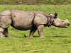 Poachers kill two Kaziranga rhinos