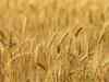 Punjab wants Rs 1,855 per quintal MSP for wheat in 2013-14
