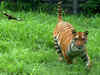 Royal Bengal tiger of Delhi zoo dies of multiple organ failure