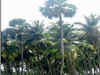 Green energy: Lakshadweep to generate electricity from coconut leaves, stem, husk and shells