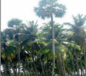 lakshadweep electricity how in electricity Lakshadweep to from generate Green energy: