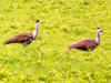 Great Indian bustard poachers still at large despite being identified