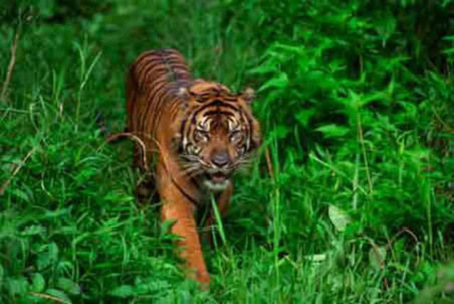 Tiger in a jungle.jpg