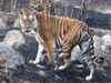 Pug marks of escaped tiger found near Nandankanan safari area