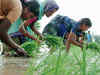 Early monsoon brightens prospect of a better kharif paddy this year