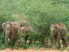 Rampaging elephant herd pushed towards Tamil Nadu