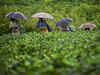 Tea production in Assam affected due to erratic weather