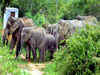 Jabalpur high court nod to shift 'aggressive' zoo tuskers to Ralamandal