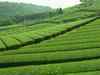 Assam Tea Planters' Association seeks gas for power generation