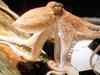 Blue blood allows octopus to survive extreme temperatures
