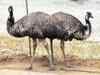10 emus land up in Rajasthan village