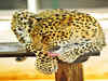 Sanjay Gandhi National Park launches a knowledge series on leopards