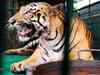 Wildlife Institute of India to study tigers in Tadoba-Andhari Tiger Reserve