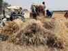 Haryana seeks 70,000 tonne wheat for Food Security Ordinance