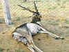 Nuclear threat to Badopal wildlife