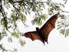 Odisha village turns into safe habitat for endangered bats