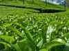 Small Tea Growers national body demands separate directorate to come into action