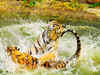 Tiger sightings raise hope in Buxa, Bengal