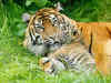 Now, adopt a tiger for a lakh from Maharajbagh Zoo in Nagpur