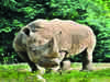 Plight of animals turn poacher into conservationist in Assam