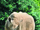 Plight of animals turn poacher into conservationist in Assam