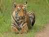 Maharashtra to announce CBI probe in tiger poaching cases