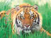 China steps up protection of tigers