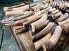 Kerala mulls burning ivory at its disposal