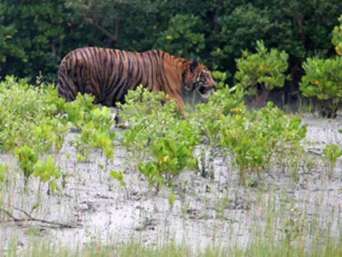 essay on sundarban essay on sundarban
