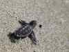 Beach tourism, development killing turtles: WWF
