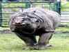 Rhino Shiva refuses to leave Byculla zoo