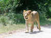 After snubbing MP, Gujarat to send Asiatic Lions to UP