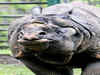 Gang of poachers kill 2 rhinos in Kaziranga