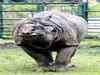 Mumbai rhino arrives in Delhi zoo