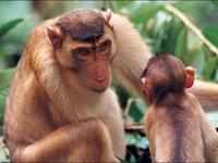 Monkey menace in Vrindaban - The Economic Times