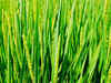 India likely to harvest record 107 mn tonnes rice in 2013-14: IGC