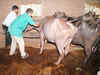 Maharashtra gives extension to the cattle camps in the state till September 30