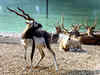 Nine blackbucks found dead in Lucknow zoo