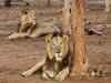 Asiatic lioness killed by farmer in Gujarat