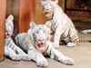 MP seeks pair of white tigers from Odisha