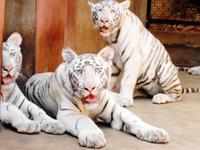 white tigers: Rare white tigers gives birth to three healthy cubs at Delhi  zoo; See adorable pics - The Economic Times