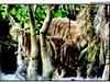 Cub sightings to raise tiger count in Sunderbans