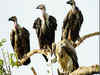 Nandankanan zoo yet to start white-backed vulture breeding