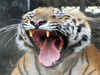 Gene mapping of tiger completed, to help in conservation