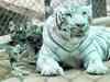 MP govt's overdrive to import white tigers from Odisha raises concern