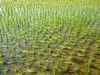 CRRI launches new unit to make rice farming profitable