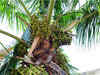 Cos plan cooperative coconut farming on lines of Amul
