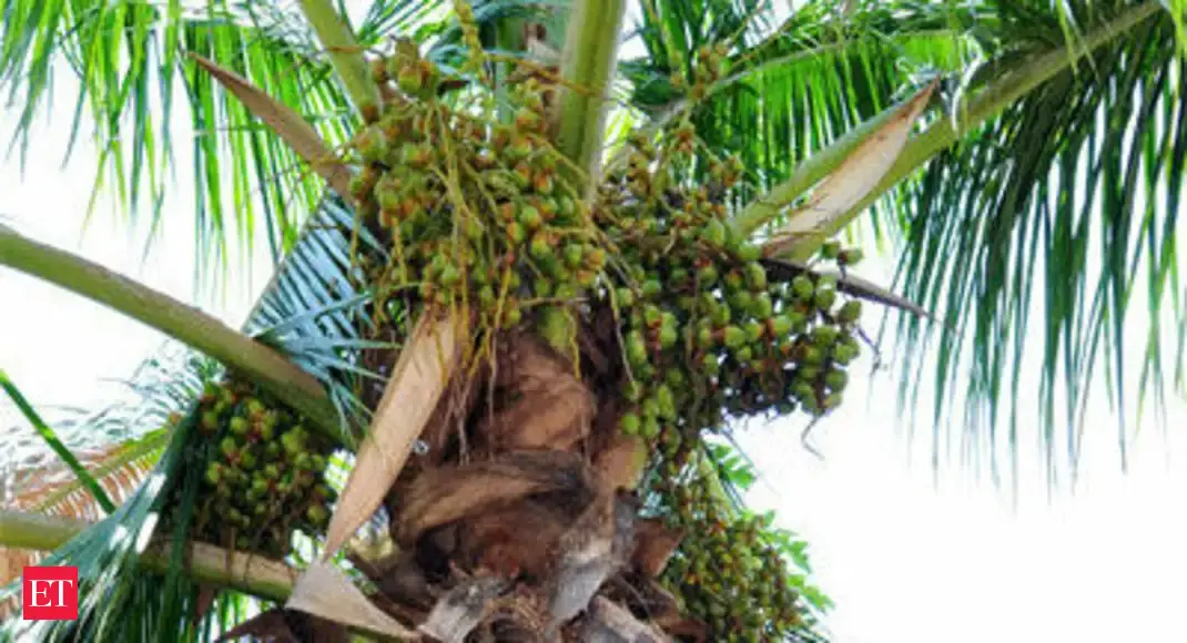 Coconut business plan pdf image