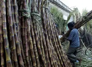 This would benefit the farmers to the tune of an additional income of Rs 450 crore to Rs 500 crore during the year 2013-14. This would benefit the farmers to the tune of an additional income of Rs 450 crore to Rs 500 crore during the year 2013-14.